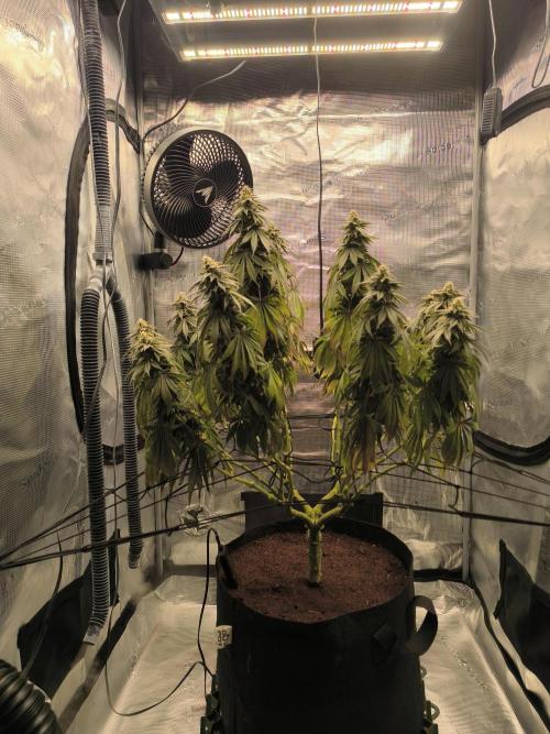 SPECIAL QUEEN 1. Week 16