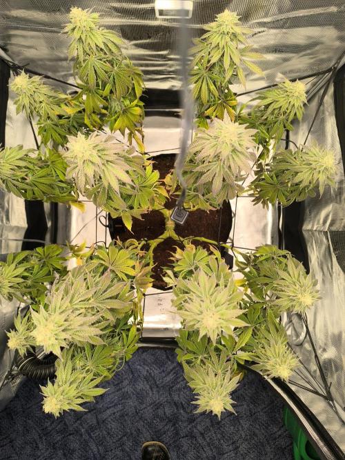SPECIAL QUEEN 1. Week 16