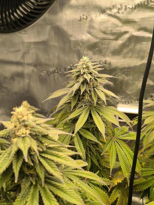SPECIAL QUEEN 1. Week 16