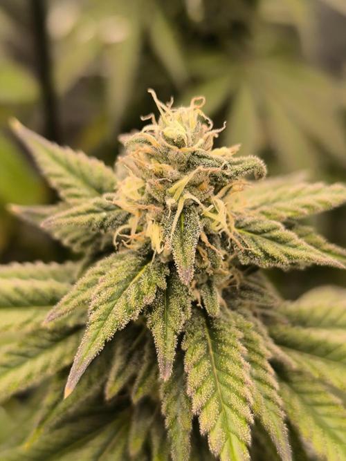 SPECIAL QUEEN 1. Week 16
