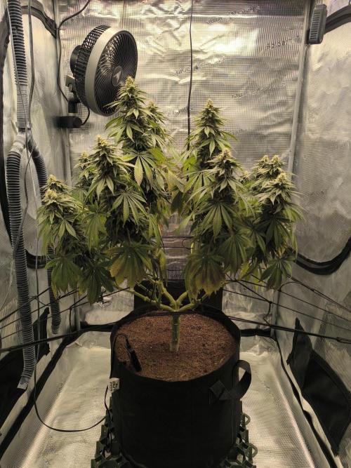 SPECIAL QUEEN 1. Week 16