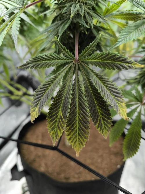 SPECIAL QUEEN 1. Week 16