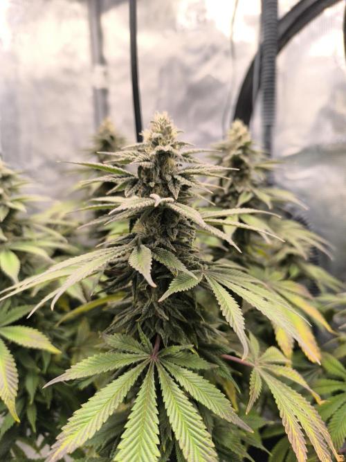 SPECIAL QUEEN 1. Week 16