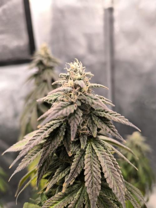 Special Queen #1. Week 16