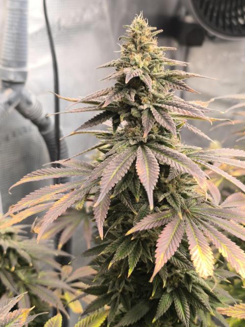 SPECIAL QUEEN 1. Week 17