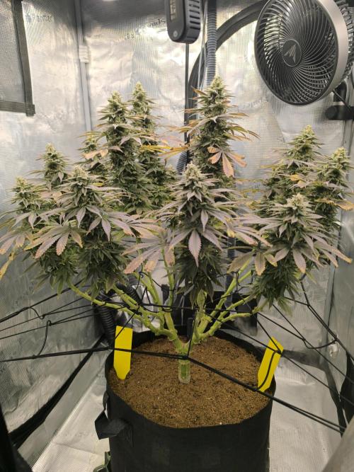 SPECIAL QUEEN 1. Week 17