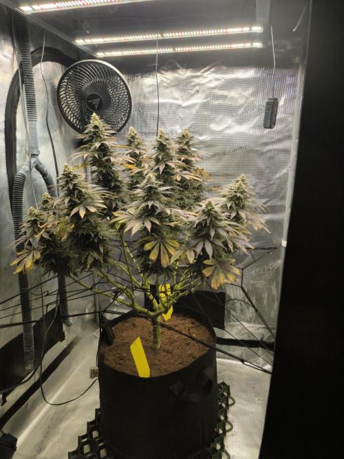 SPECIAL QUEEN 1. Week 17