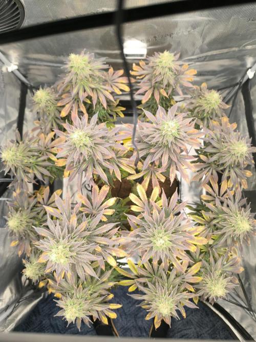 SPECIAL QUEEN 1. Week 17