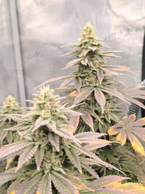 SPECIAL QUEEN 1. Week 17