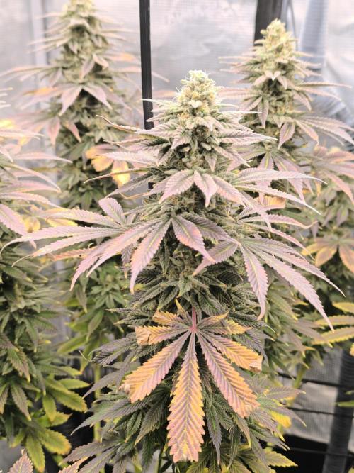 SPECIAL QUEEN 1. Week 17