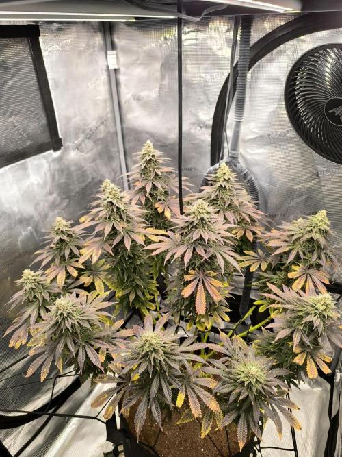 SPECIAL QUEEN 1. Week 17