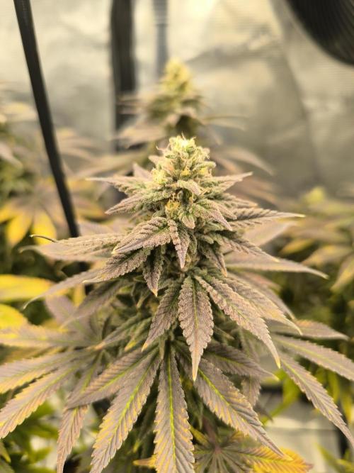 SPECIAL QUEEN 1. Week 17