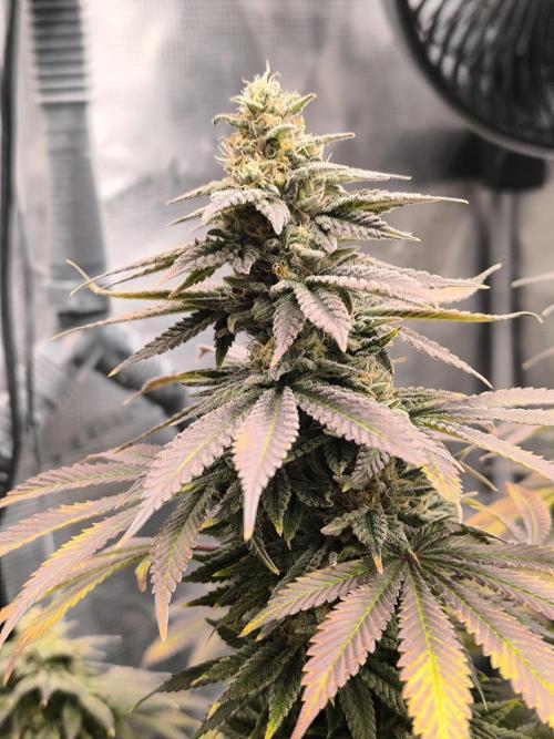 SPECIAL QUEEN 1. Week 17