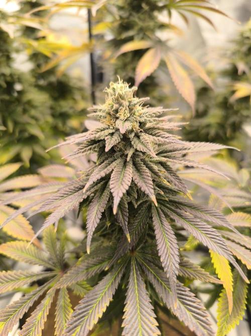 SPECIAL QUEEN 1. Week 17