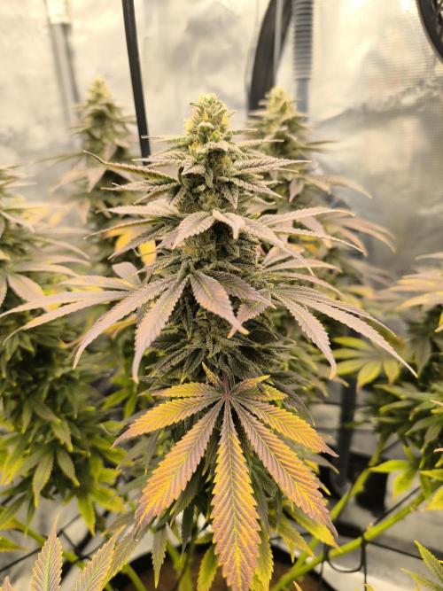 Special Queen #1. Week 17