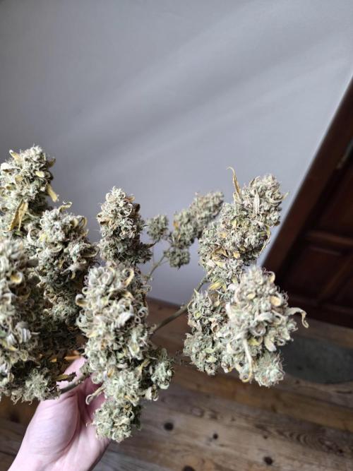 ALL GAS OG AUTO II.. Week 14