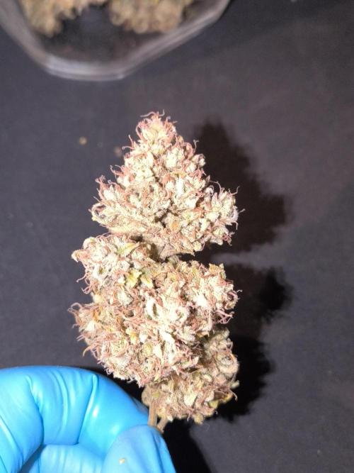 ALL GAS OG AUTO II.. Week 14