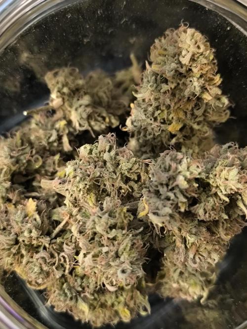 ALL GAS OG AUTO II.. Week 14