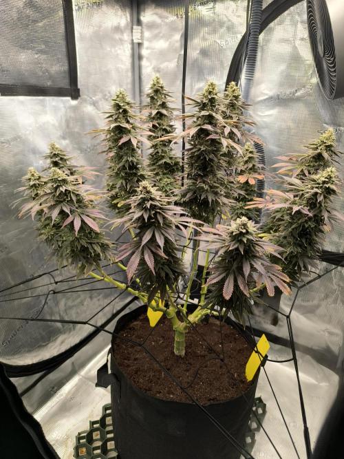 SPECIAL QUEEN 1. Week 18