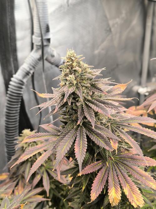 SPECIAL QUEEN 1. Week 18