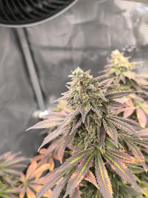SPECIAL QUEEN 1. Week 18