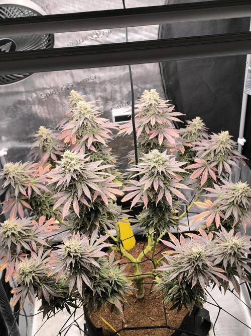 SPECIAL QUEEN 1. Week 18
