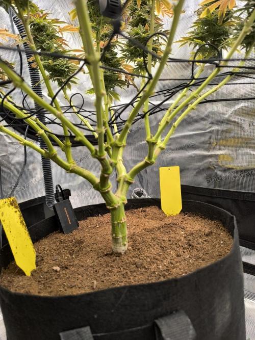 SPECIAL QUEEN 1. Week 18