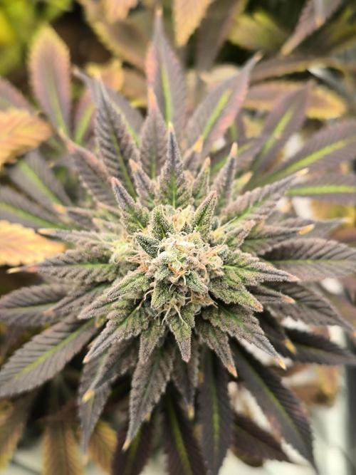 SPECIAL QUEEN 1. Week 18