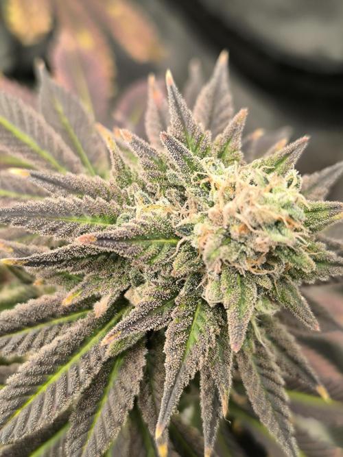 SPECIAL QUEEN 1. Week 18