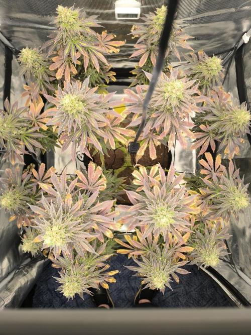 SPECIAL QUEEN 1. Week 18