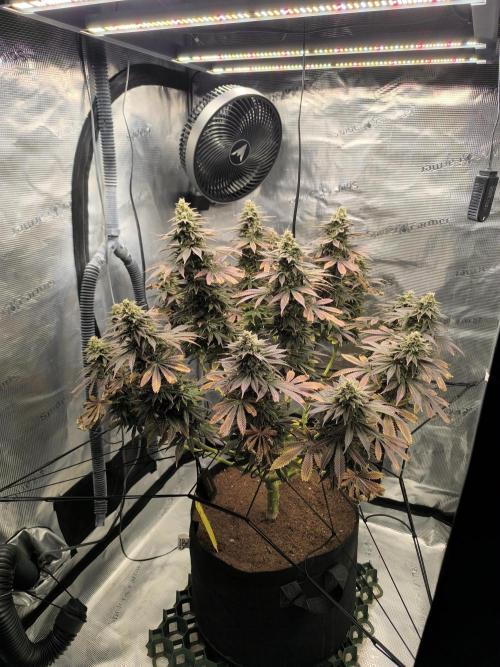 SPECIAL QUEEN 1. Week 18
