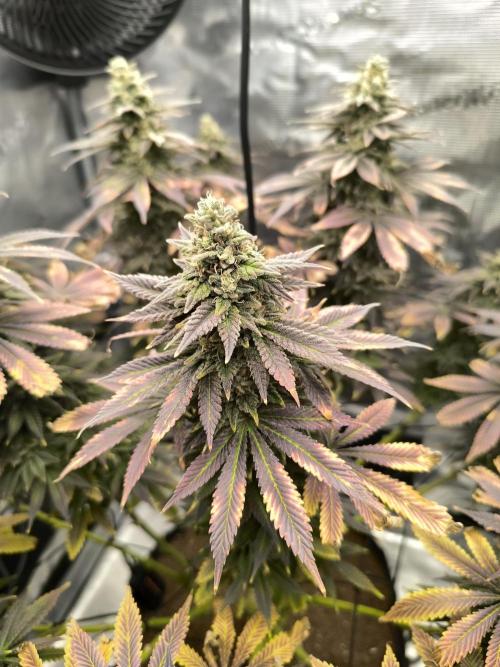 SPECIAL QUEEN 1. Week 18