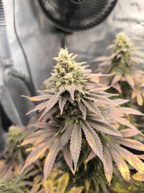 SPECIAL QUEEN 1. Week 18