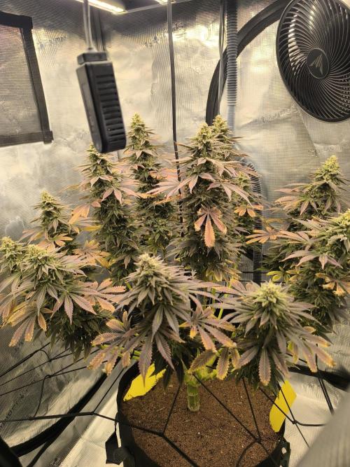 SPECIAL QUEEN 1. Week 18