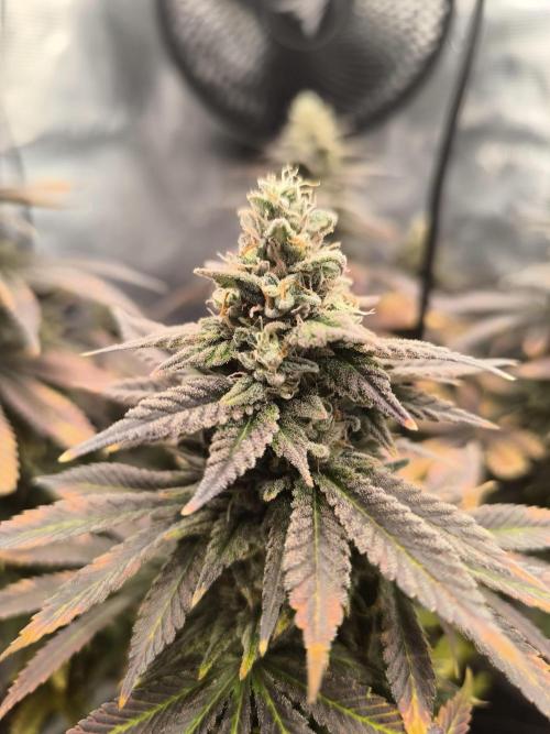 SPECIAL QUEEN 1. Week 18