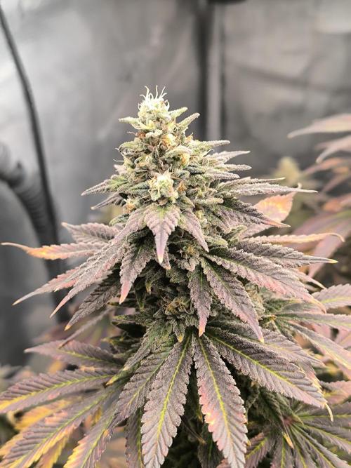 Special Queen #1. Week 18