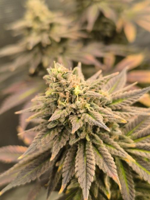 SPECIAL QUEEN 1. Week 19