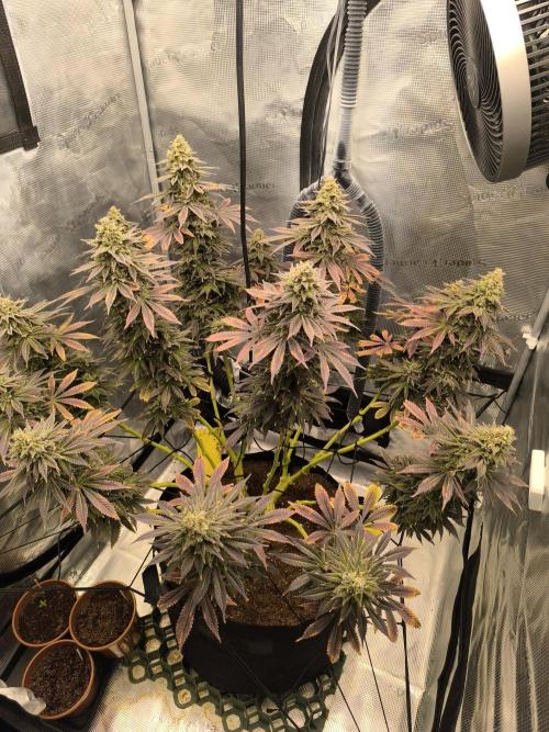 SPECIAL QUEEN 1. Week 19