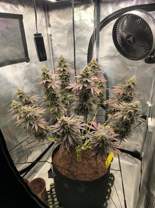 SPECIAL QUEEN 1. Week 19