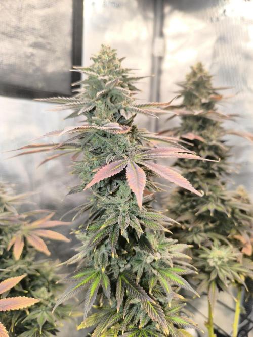 SPECIAL QUEEN 1. Week 19