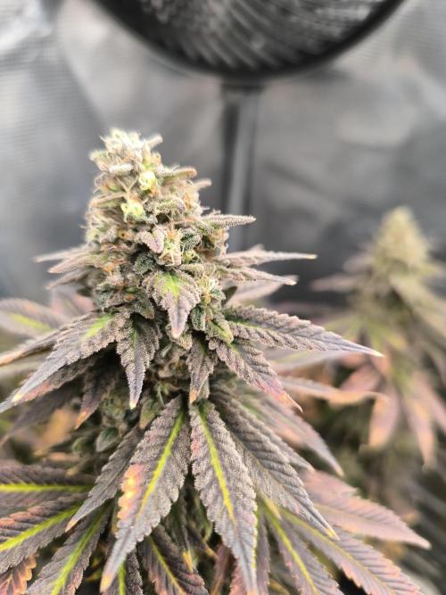 SPECIAL QUEEN 1. Week 19