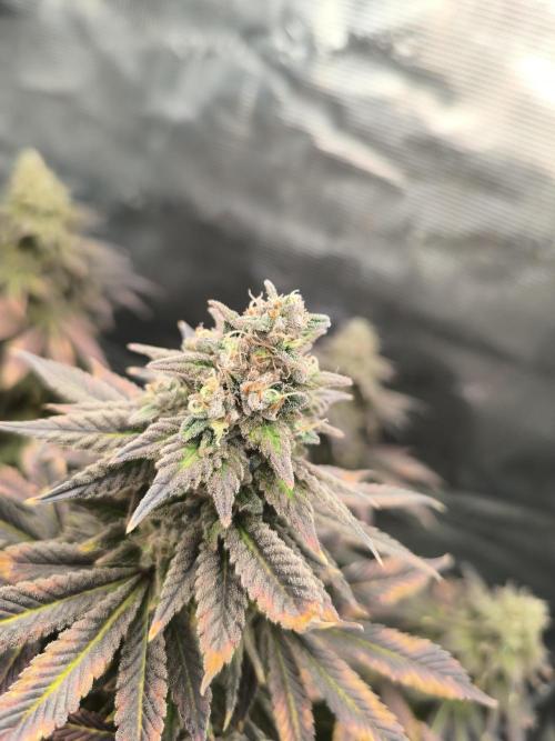 SPECIAL QUEEN 1. Week 19