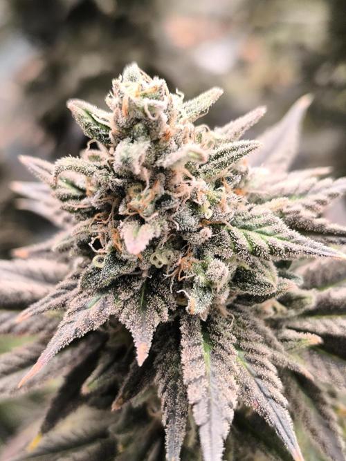 SPECIAL QUEEN 1. Week 19