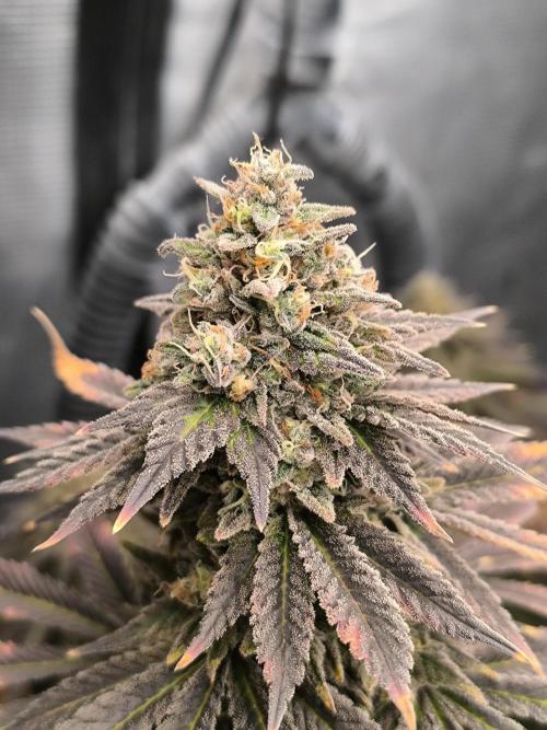 SPECIAL QUEEN 1. Week 19
