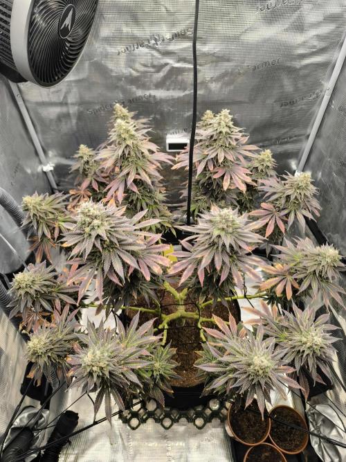 Special Queen #1. Week 19