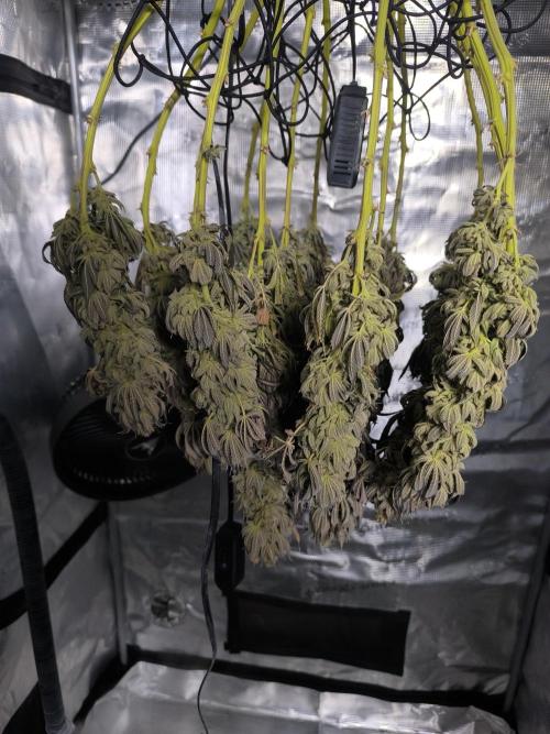 SPECIAL QUEEN 1. Week 20
