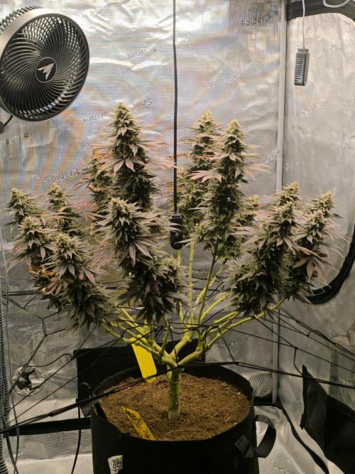 SPECIAL QUEEN 1. Week 20