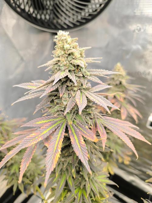 SPECIAL QUEEN 1. Week 20