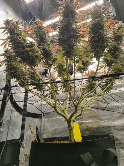 SPECIAL QUEEN 1. Week 20
