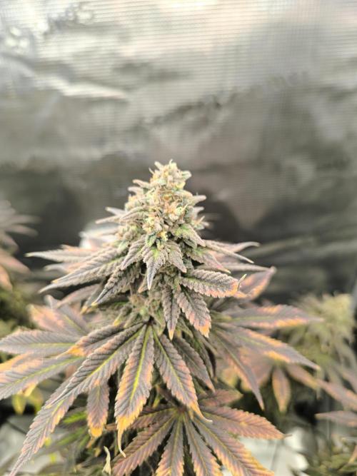 SPECIAL QUEEN 1. Week 20
